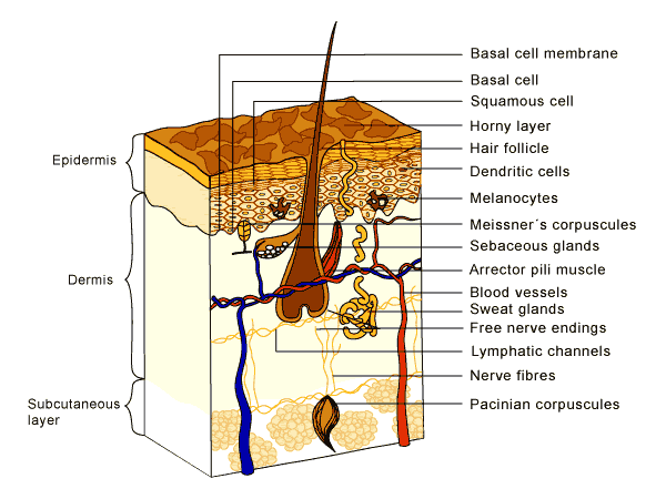Skin Layers Structure Functions